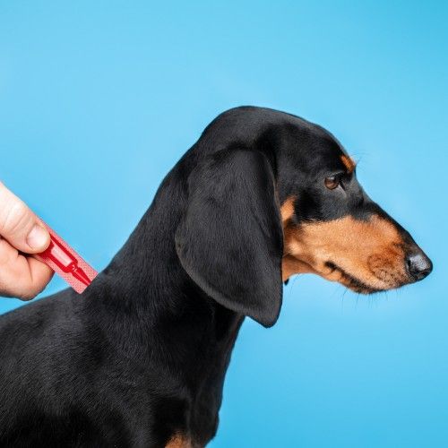 Краплі Provet Profiline для собак 20-40 кг 1 піпетка 3,0 мл (інсектоакарицид)