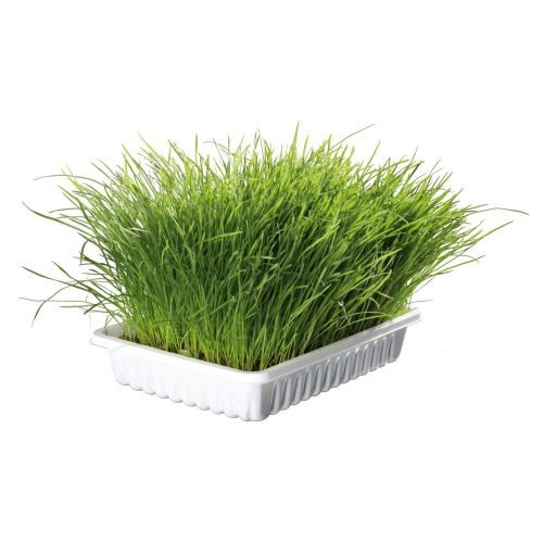 Трава Trixie Soft Grass для котов и котят контейнер пластик 100 г